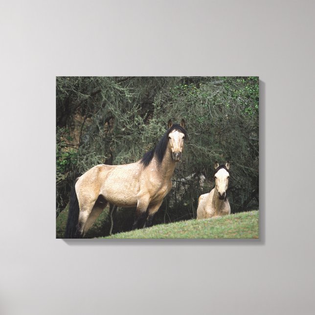 Wild Mustang Horses 6 Leinwanddruck (Vorderseite)