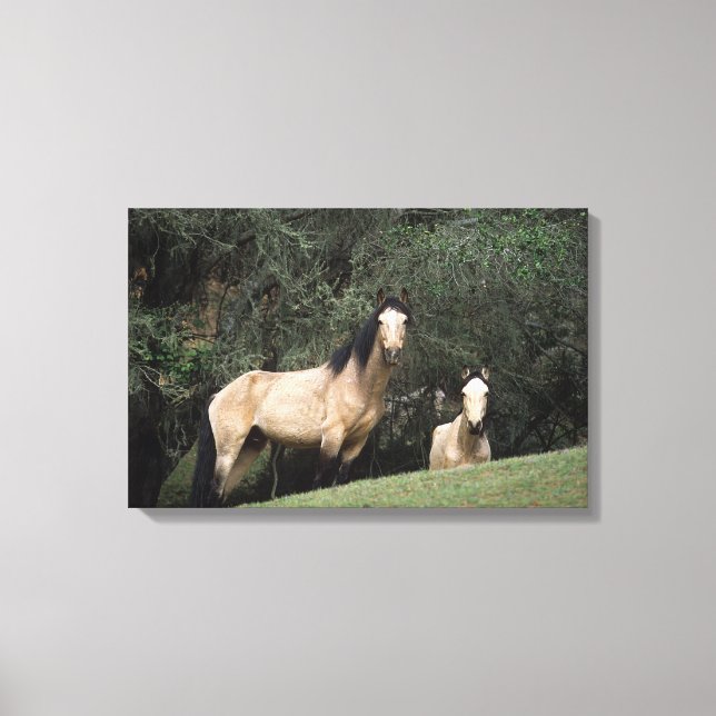 Wild Mustang Horses 6 Leinwanddruck (Vorderseite)