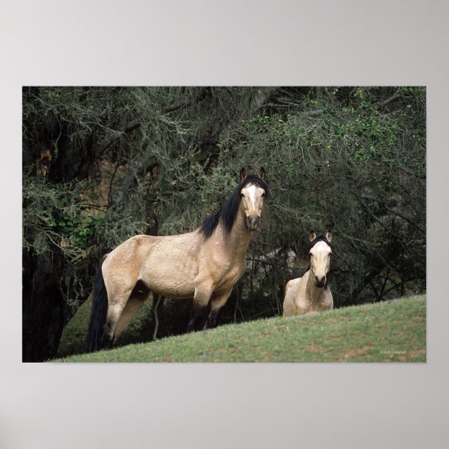 Wild Mustang Horses 6 Poster (Vorne)