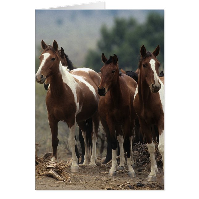 Wild Mustang Horses 7 (Vorne)