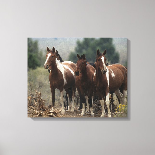 Wild Mustang Horses 7 Leinwanddruck (Vorderseite)