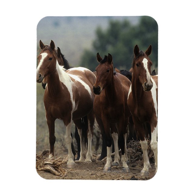 Wild Mustang Horses 7 Magnet (Vertikal)