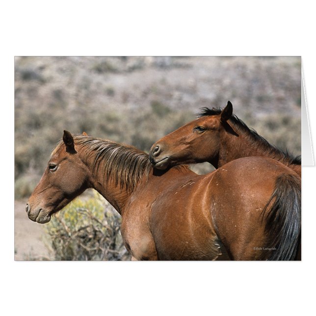 Wild Mustang Horses Touching (Vorderseite (Horizontal))