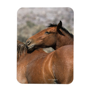Wild Mustang Horses Touching Magnet