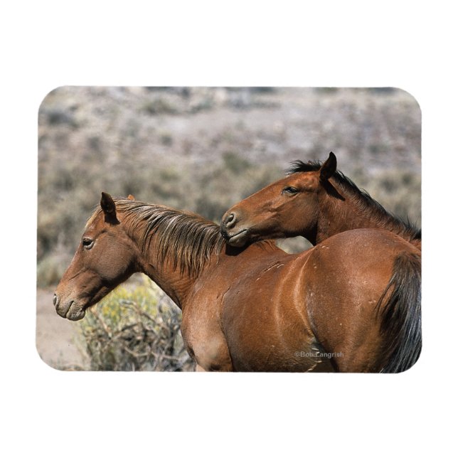 Wild Mustang Horses Touching Magnet (Horizontal)