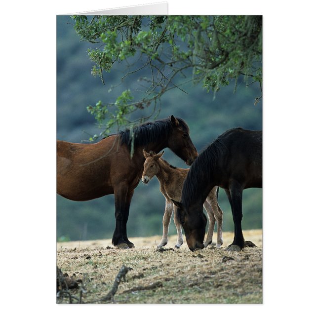 Wild Mustang Mare & Foal (Vorne)