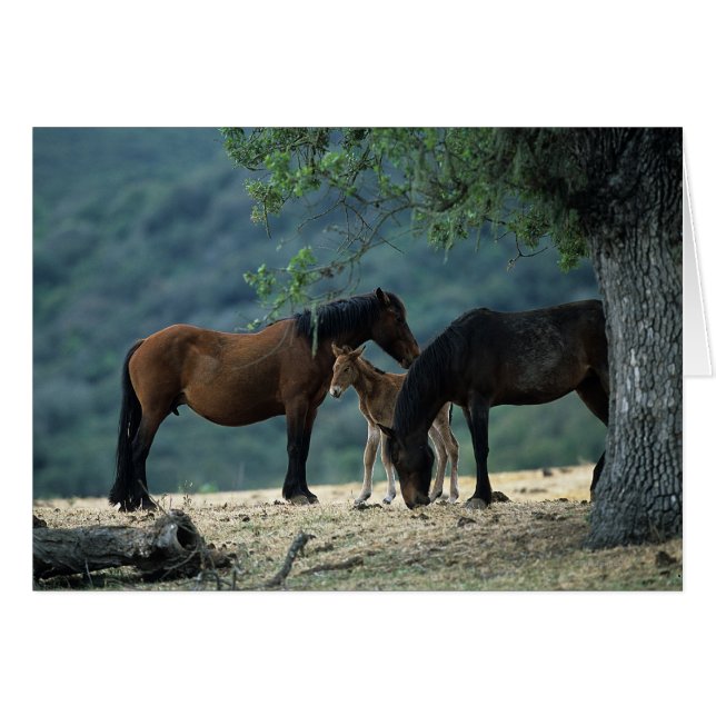 Wild Mustang Mare & Foal (Vorderseite (Horizontal))