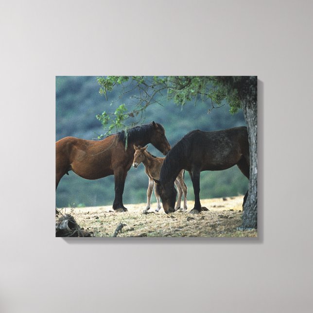 Wild Mustang Mare & Foal Leinwanddruck (Vorderseite)
