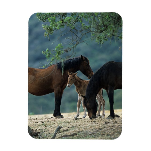 Wild Mustang Mare & Foal Magnet (Vertikal)