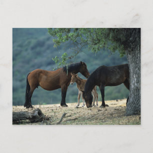 Wild Mustang Mare & Foal Postkarte