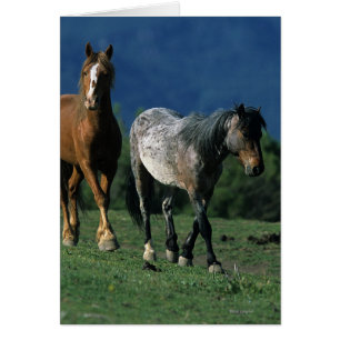 Wild Mustang Pferses