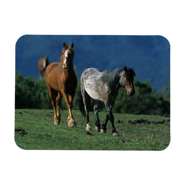 Wild Mustang Pferses Magnet (Horizontal)