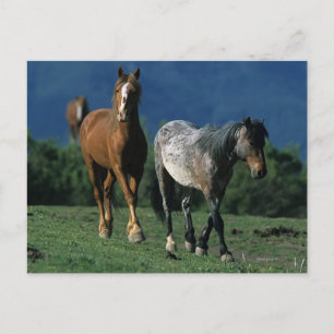 Wild Mustang Pferses Postkarte