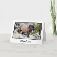 Wild Mustang Stallion Foto Dankeschön Card