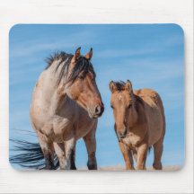 Wild Mustang Stallion und Wild Horse Foal