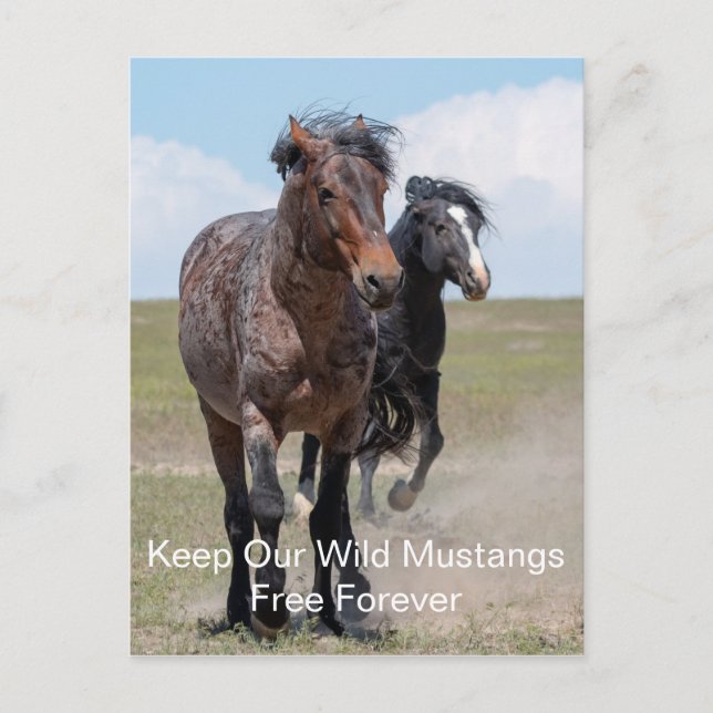 Wild Mustangs Forever Postcard Postkarte (Vorderseite)