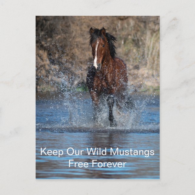 Wild Mustangs Forever Postcard Postkarte (Vorderseite)