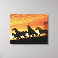 Wild Mustangs