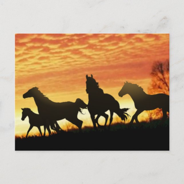 Wild Mustangs Postkarte (Vorderseite)