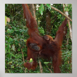 Wild Mutter und Kind eines Tieres Poster