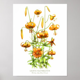 Wild Orange Tiger Lilies Originale Kunst Poster