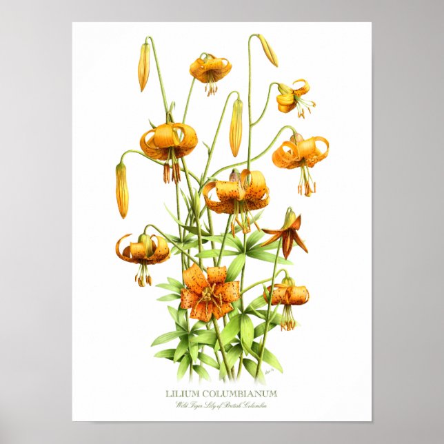 Wild Orange Tiger Lilies Originale Kunst Poster (Vorne)