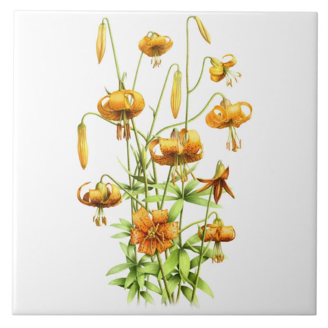 Wild Orange Tiger Lily Blume Botanische Kunst Fliese (Vorderseite)