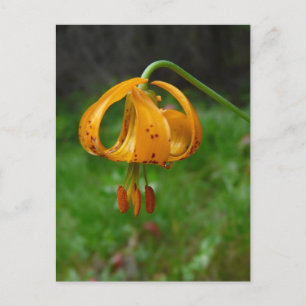 Wild Orange Tiger Lily Blume Postkarte