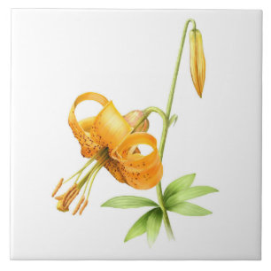 Wild Orange Tiger Lily Floral Botanische Kunst Fliese
