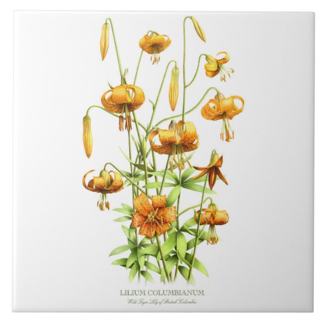 Wild Orange Tiger Lily Floral Botanischer Stil Art Fliese (Vorderseite)