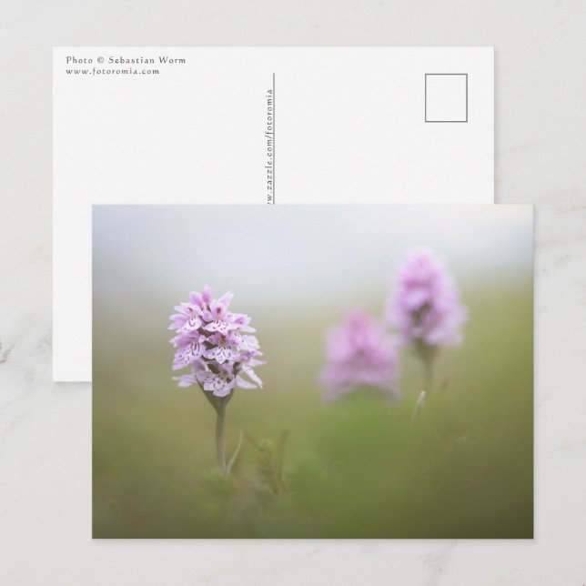 Wild Orchid Foto Postkarte (Vorne/Hinten)