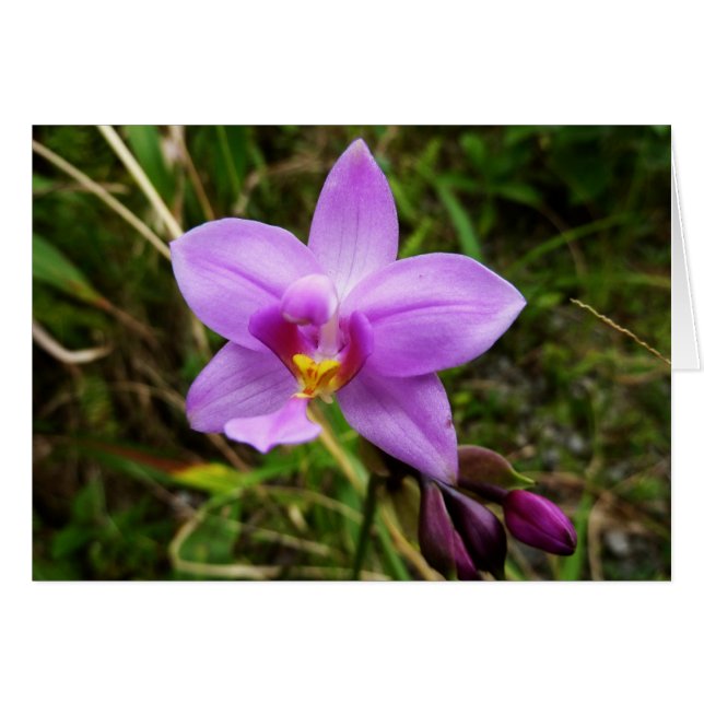 Wild Orchid Lila tropische Blume (Vorderseite (Horizontal))