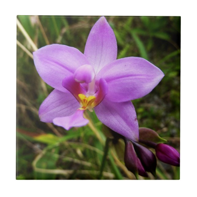 Wild Orchid Lila tropische Blume Fliese (Vorderseite)