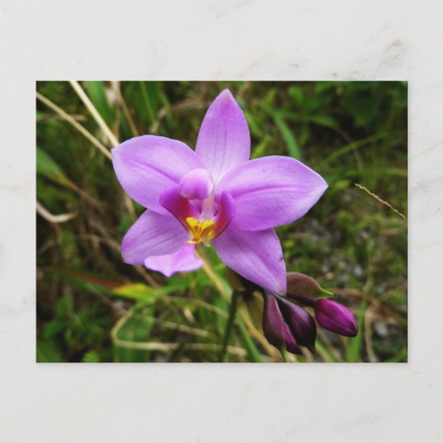 Wild Orchid Lila tropische Blume Postkarte (Vorderseite)