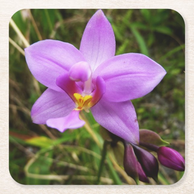 Wild Orchid Lila tropische Blume Rechteckiger Pappuntersetzer (Vorderseite)