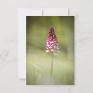 Wild Orchid Nature Foto Karte