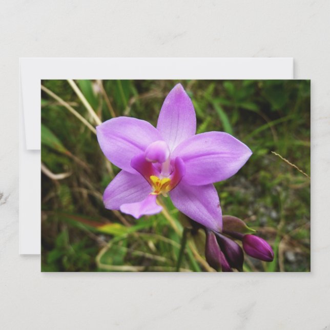 Wild Orchid Purple Tropical Flower Karte (Vorderseite)