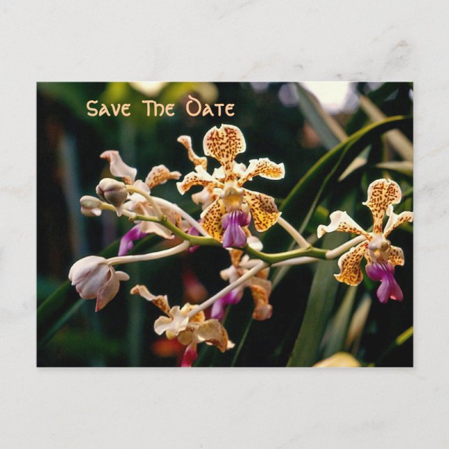 Wild Orchid Save the Date Postcard Ankündigungspostkarte (Vorderseite)