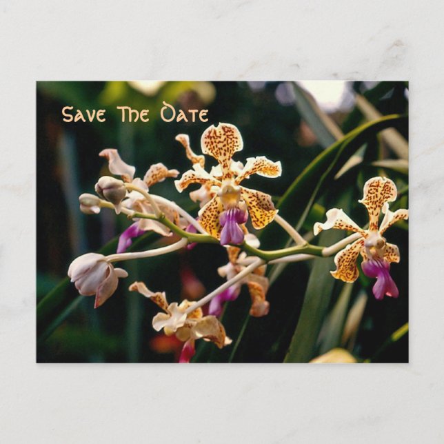 Wild Orchid Save the Date Postcard Ankündigungspostkarte (Vorderseite)