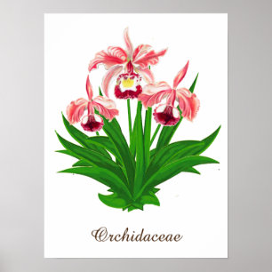 Wild Orchids - Coral Pink Orchids and Foliage  Poster