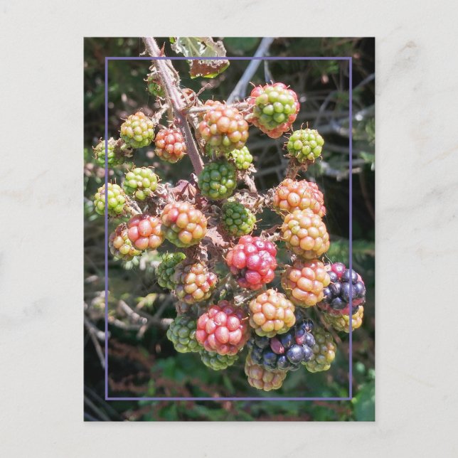 Wild Oregon Black Berry Foto Lila Pink Green Postkarte (Vorderseite)
