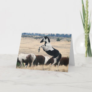 Wild Oregon Pinto Filly - HOPI Notecard