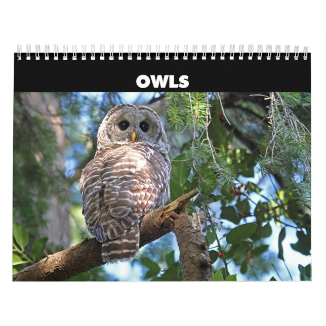 Wild Owls Calendar Kalender (Titelbild)