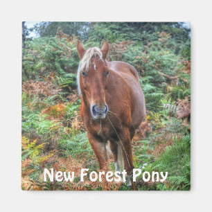 Wild Palomino New Forest Pony & Bracken - England Magnet