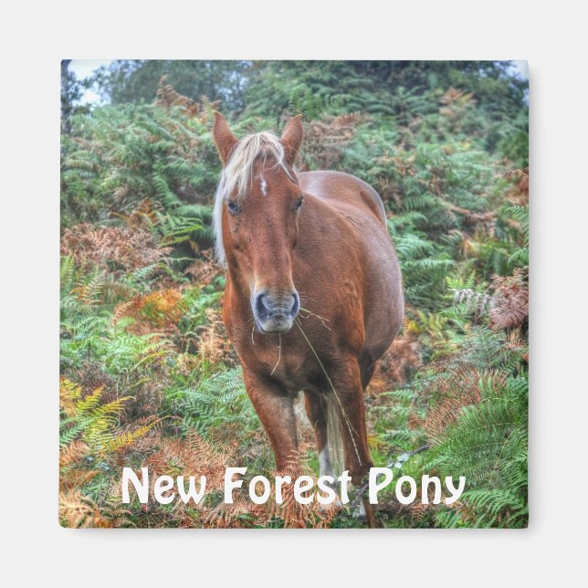 Wild Palomino New Forest Pony & Bracken - England Magnet (Vorne)