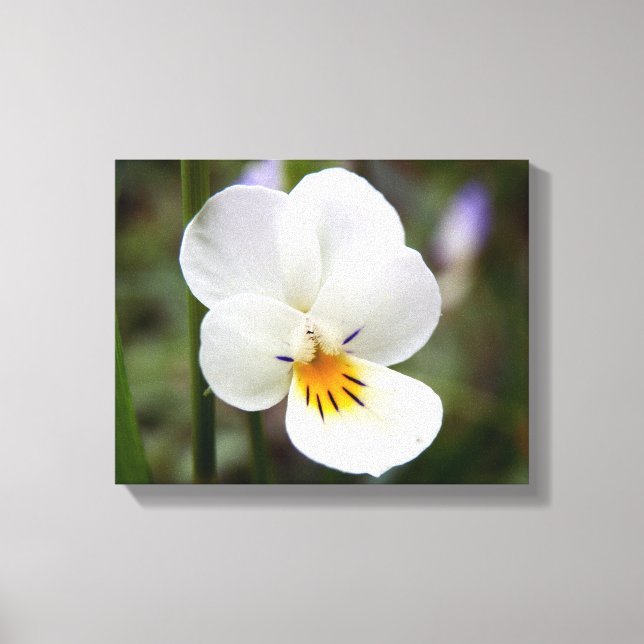 Wild Pansy Canvas Print Leinwanddruck (Vorderseite)