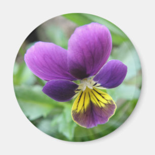 Wild Pansy Magnet