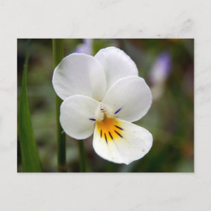Wild Pansy Postcard Postkarte