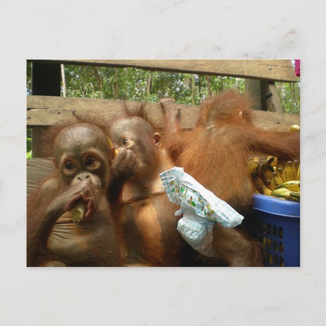 Wild Panty Raid Postkarte (Vorderseite)