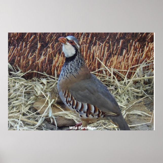 Wild Partridge Poster (Vorne)